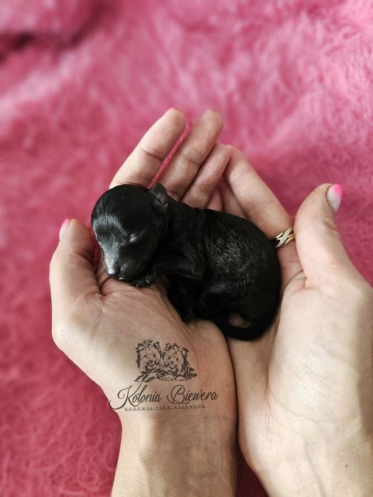 Pudel Miniaturowy czarna dziewczynka Badania genetyczne!!!