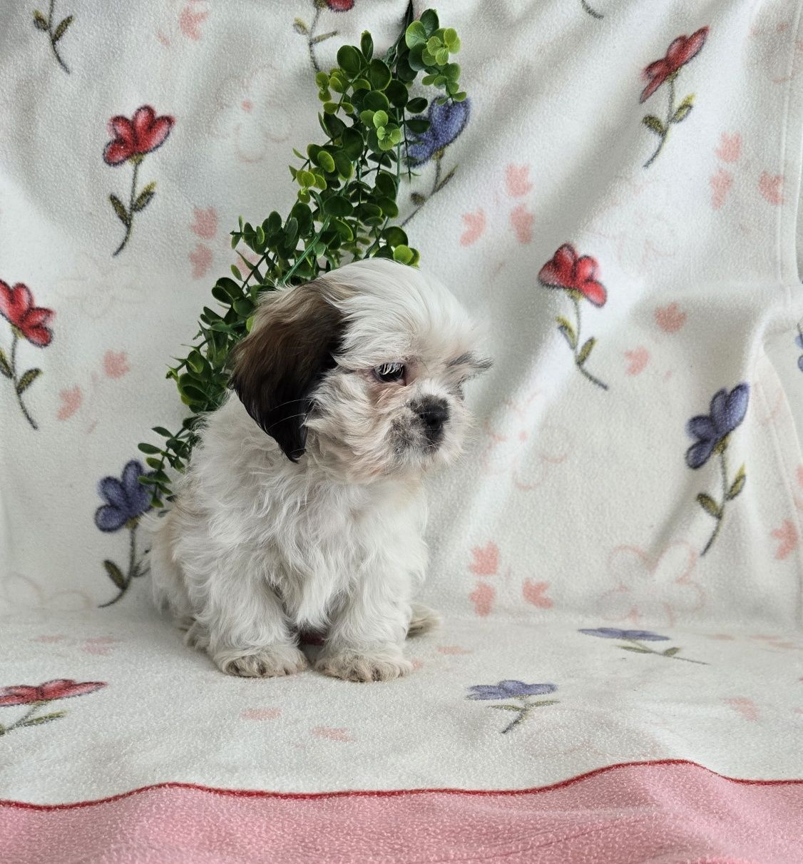 Estupendo Shih tzu/Shitzu, muita Qualidade
