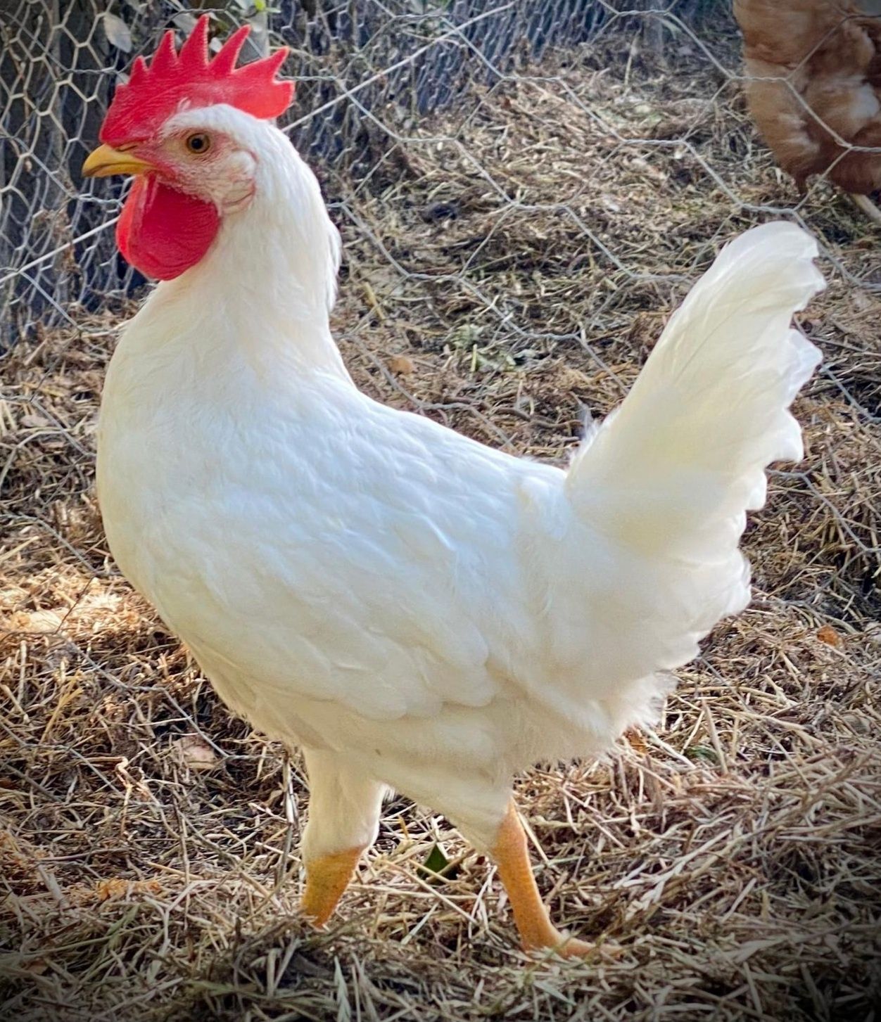 Galo  Leghorn  /
