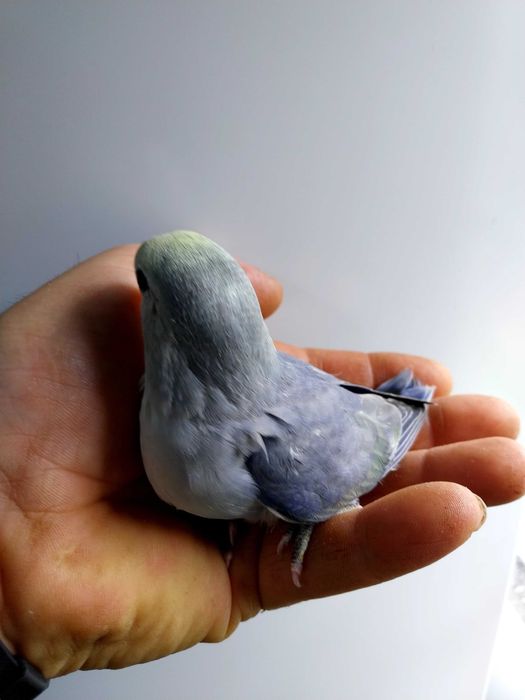 Agapornis Roseicollis