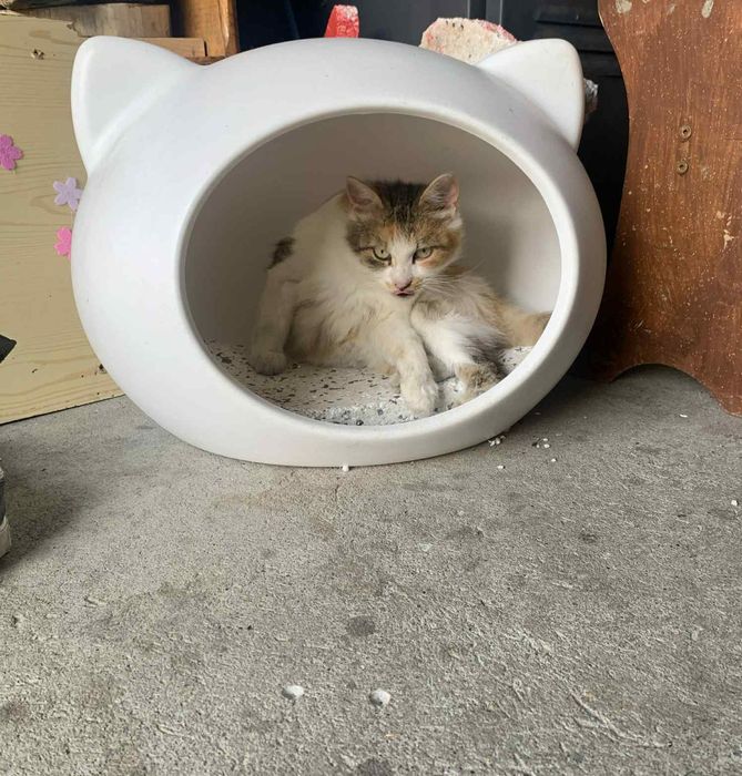 Oddam kotkę w dobre ręce trikolor