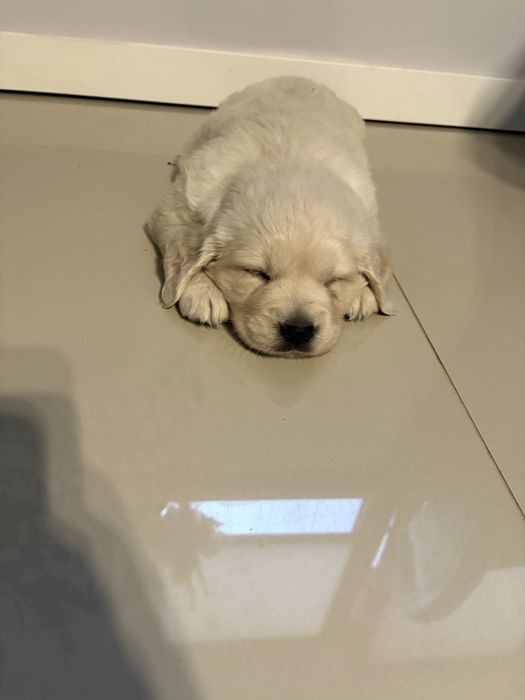 Golden retriver Chłopczyk