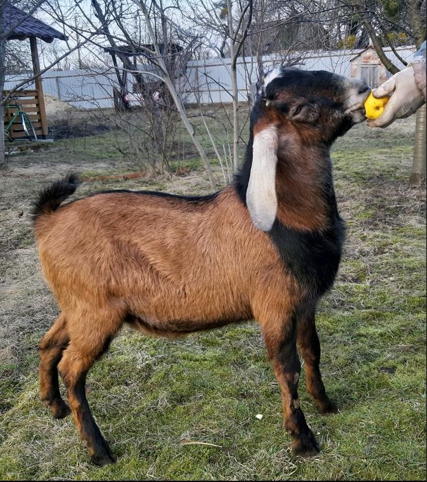 Продам козла 100% англонубієць