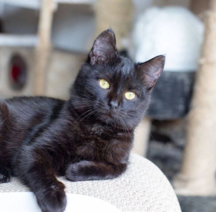 Свит, светлый мальчик 1.5 года