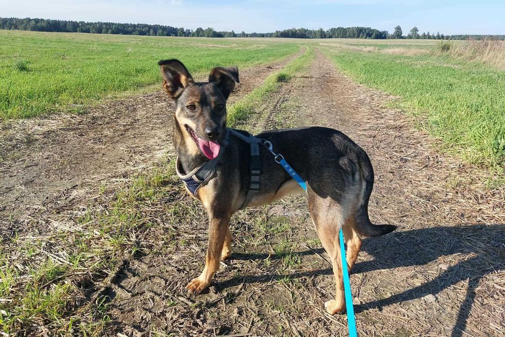 Młoda niewielka Stefka szuka spokojnego domku