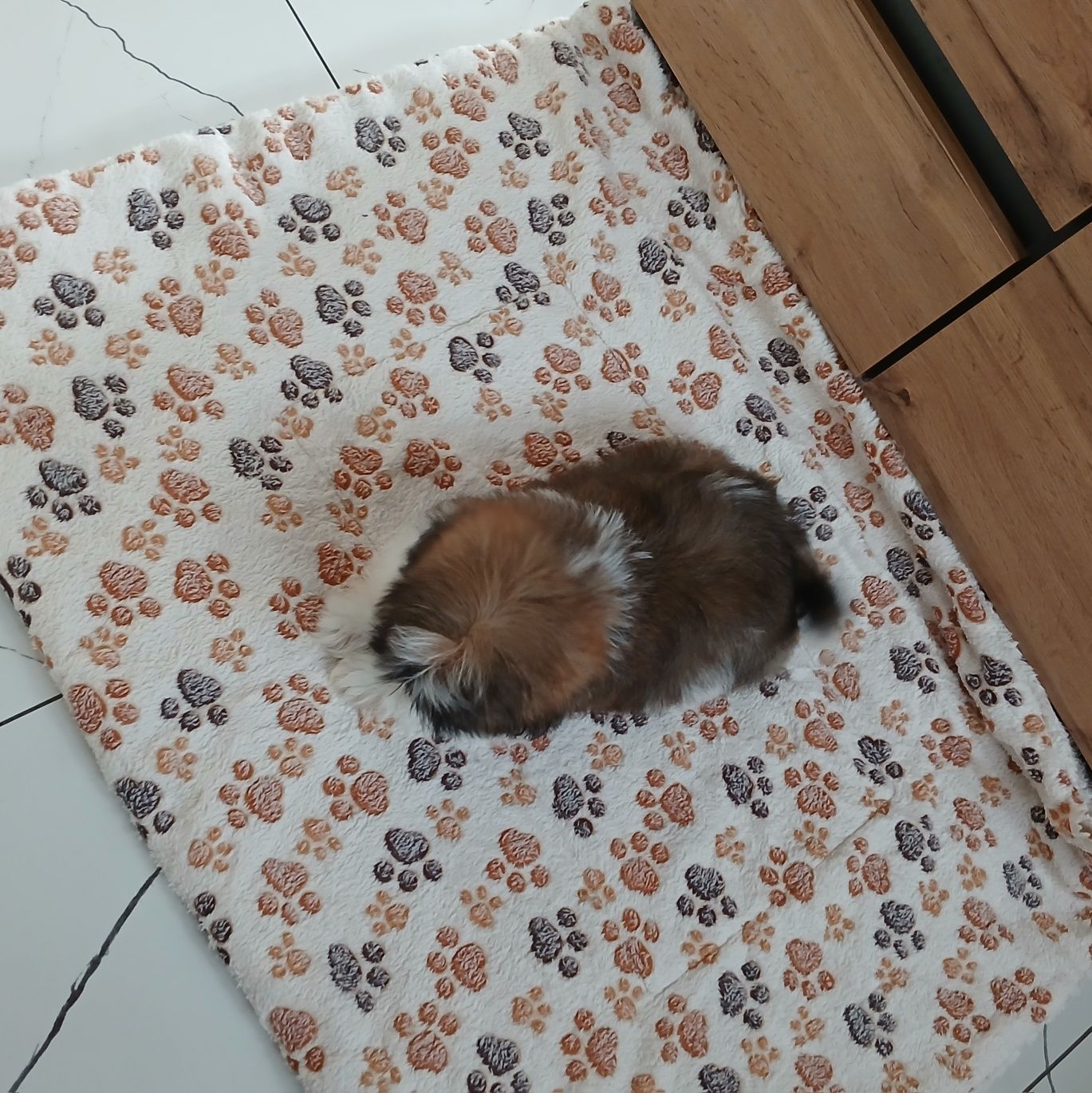 Piesek Shih-tzu z Rodowodem