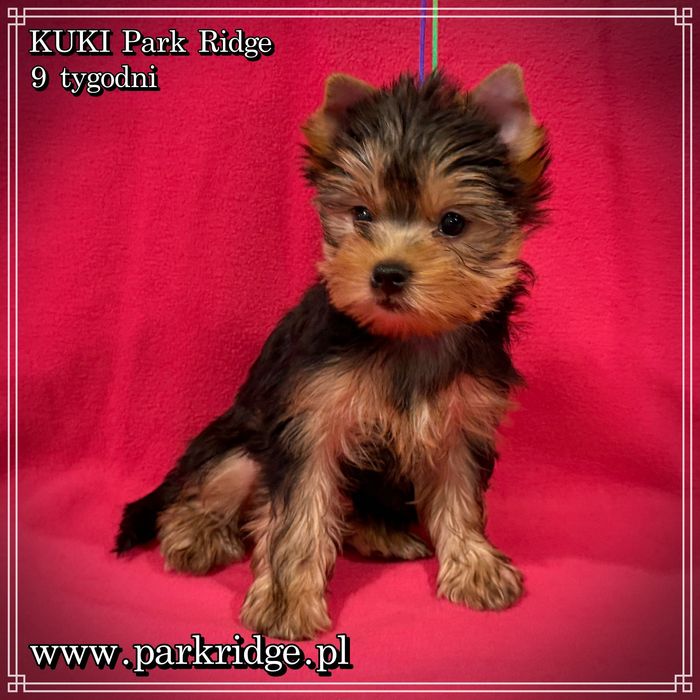 york yorki suczka ok. 2 kg rodowód ZKwP FCI