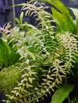 Rotala indica (planta de aquário)