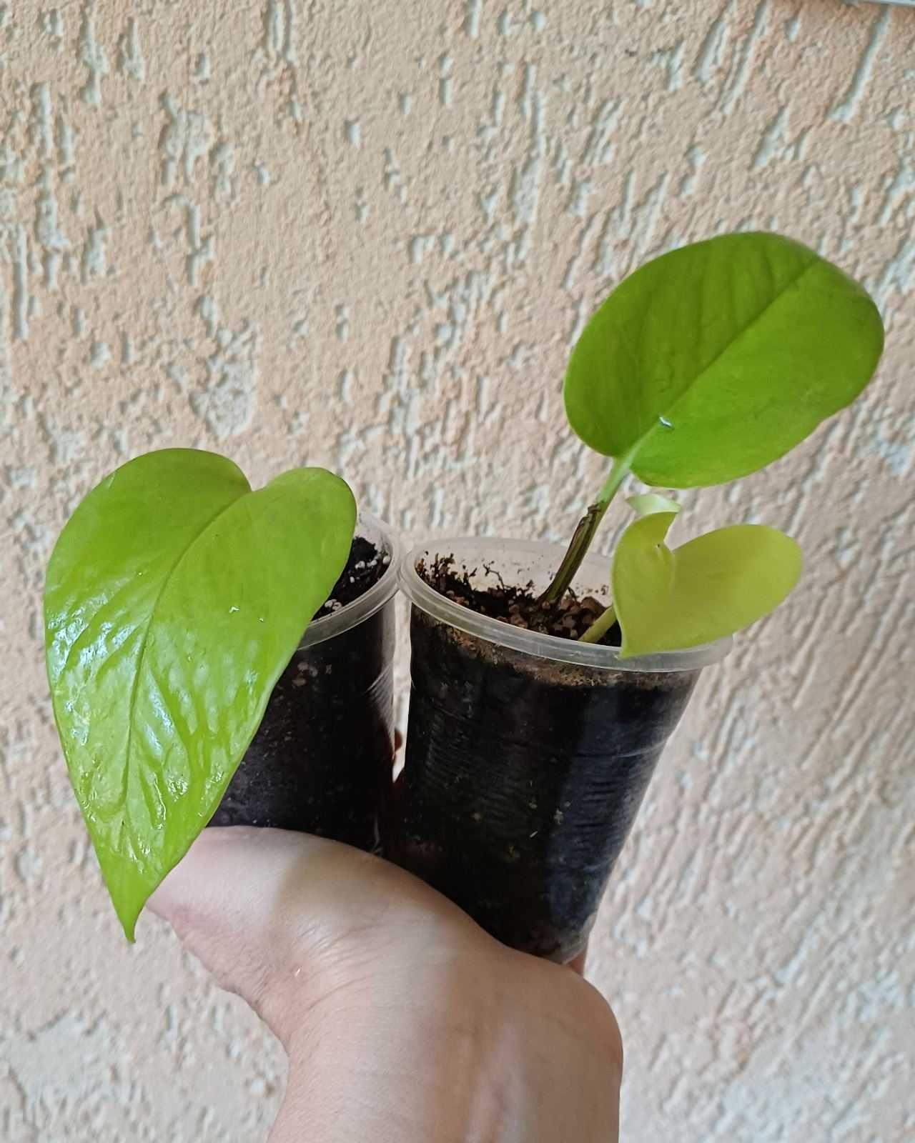 Эпипремнум золотистый golden pothos или эпипремнум 'neon'