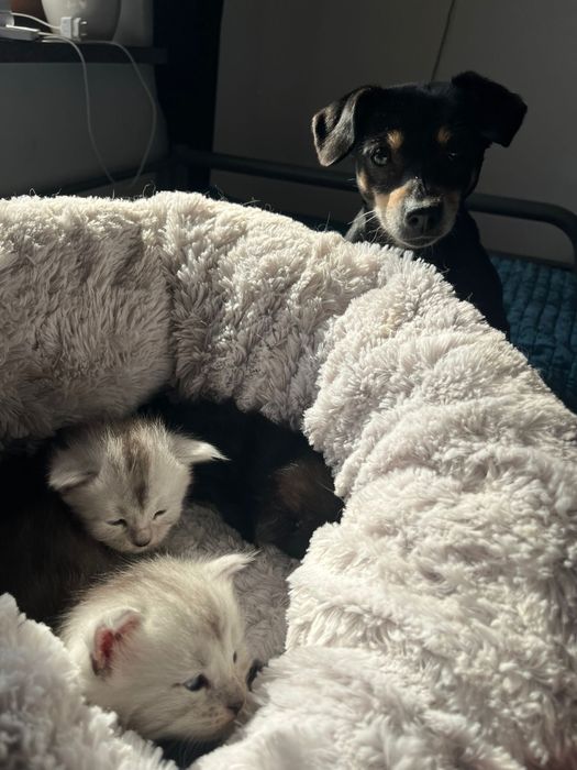 Kocurek Maine coon czarny klasycznie pręgowany linia shaded