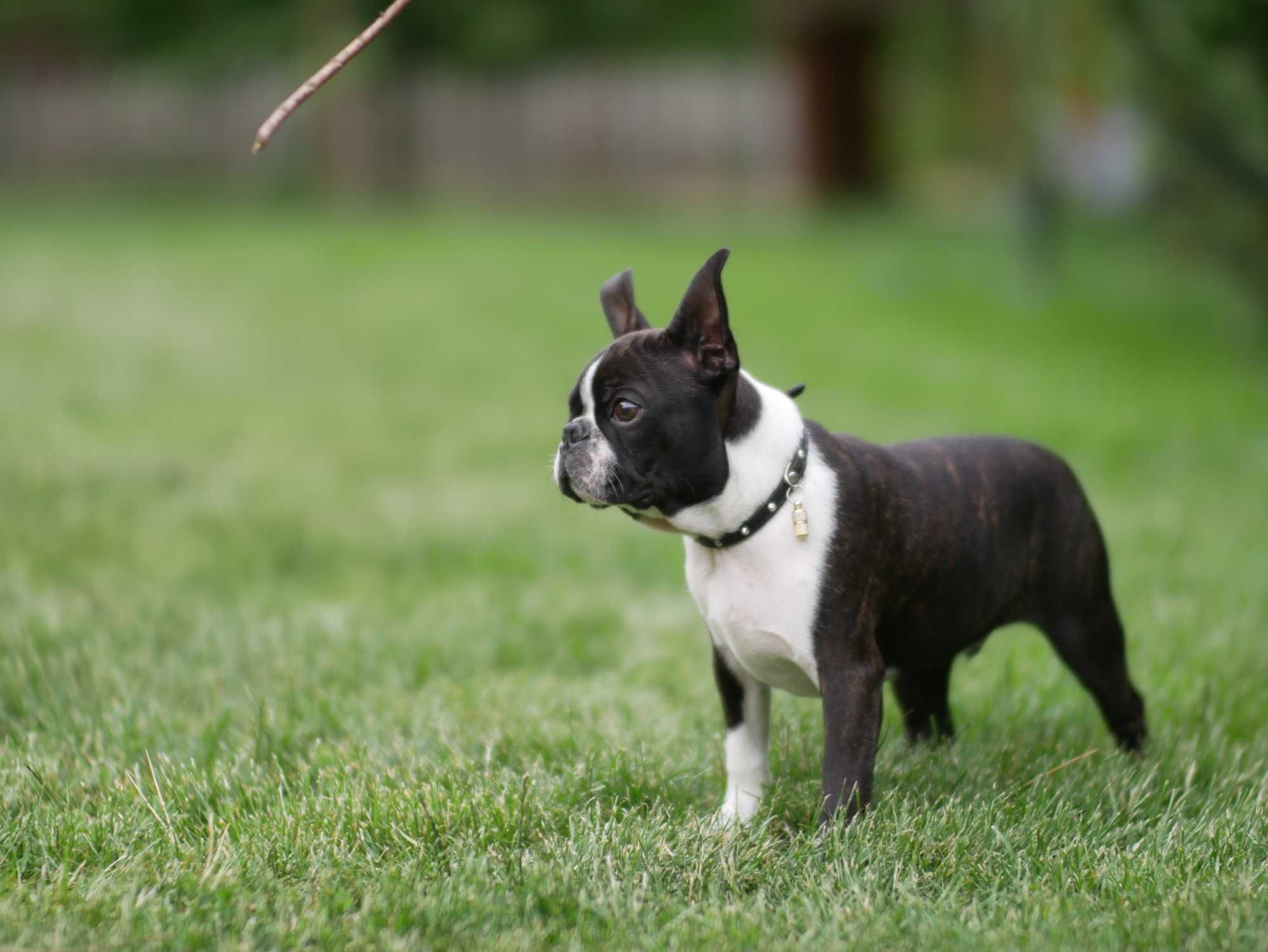 Boston terrier - czteromiesięczny chłopiec sportowiec