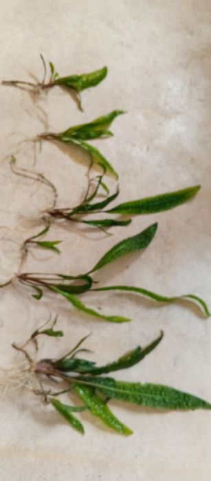 Roślina kryptokoryna karbowana