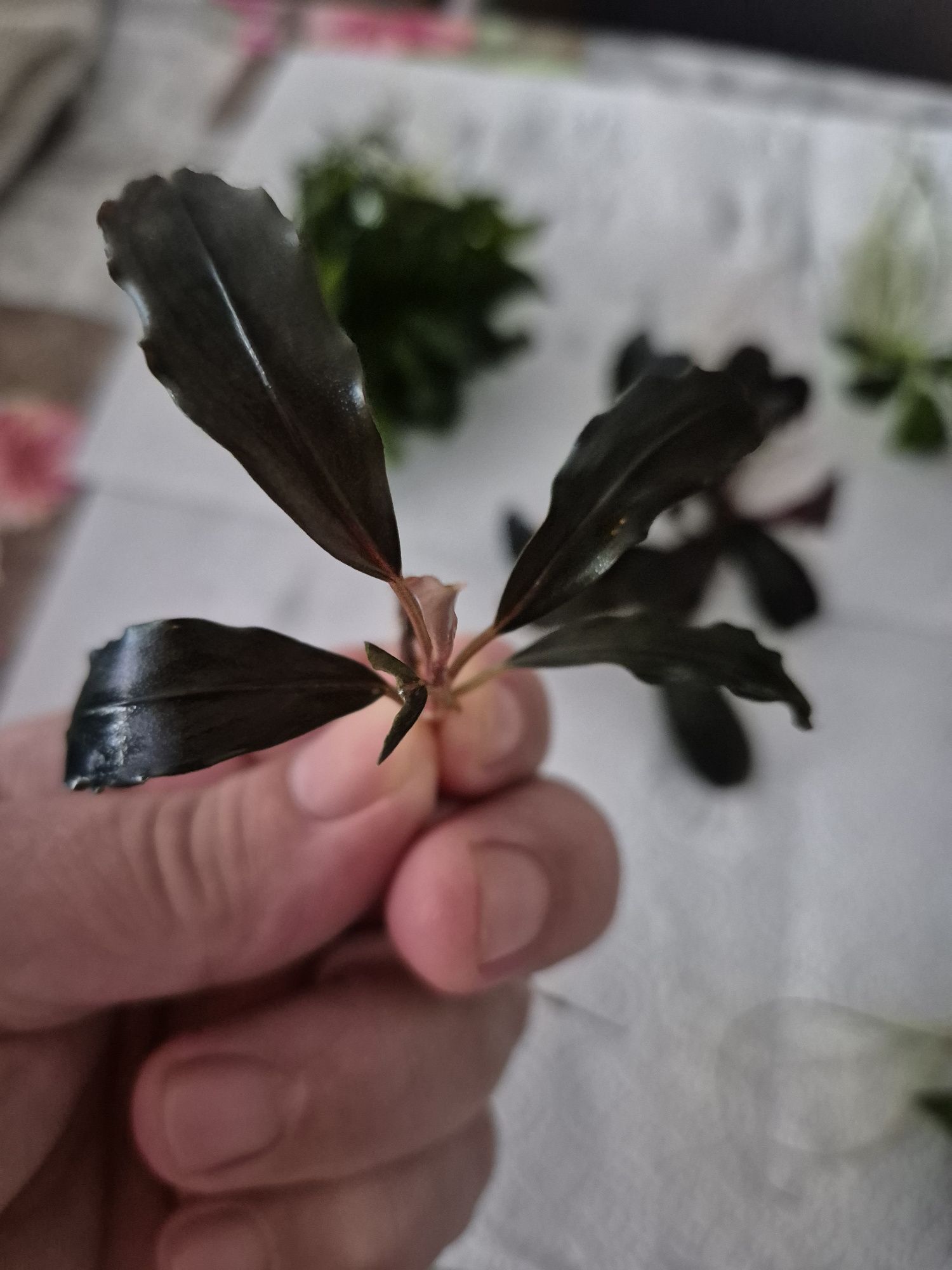 Rośliny bucephalandra i anubiasy