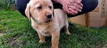 Piesek Labrador biszkoptowy