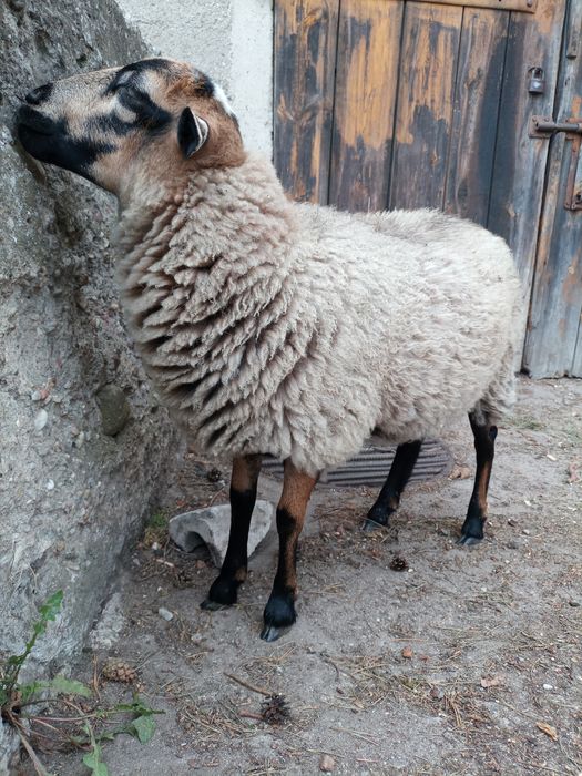 Sprzedam owce spokojną