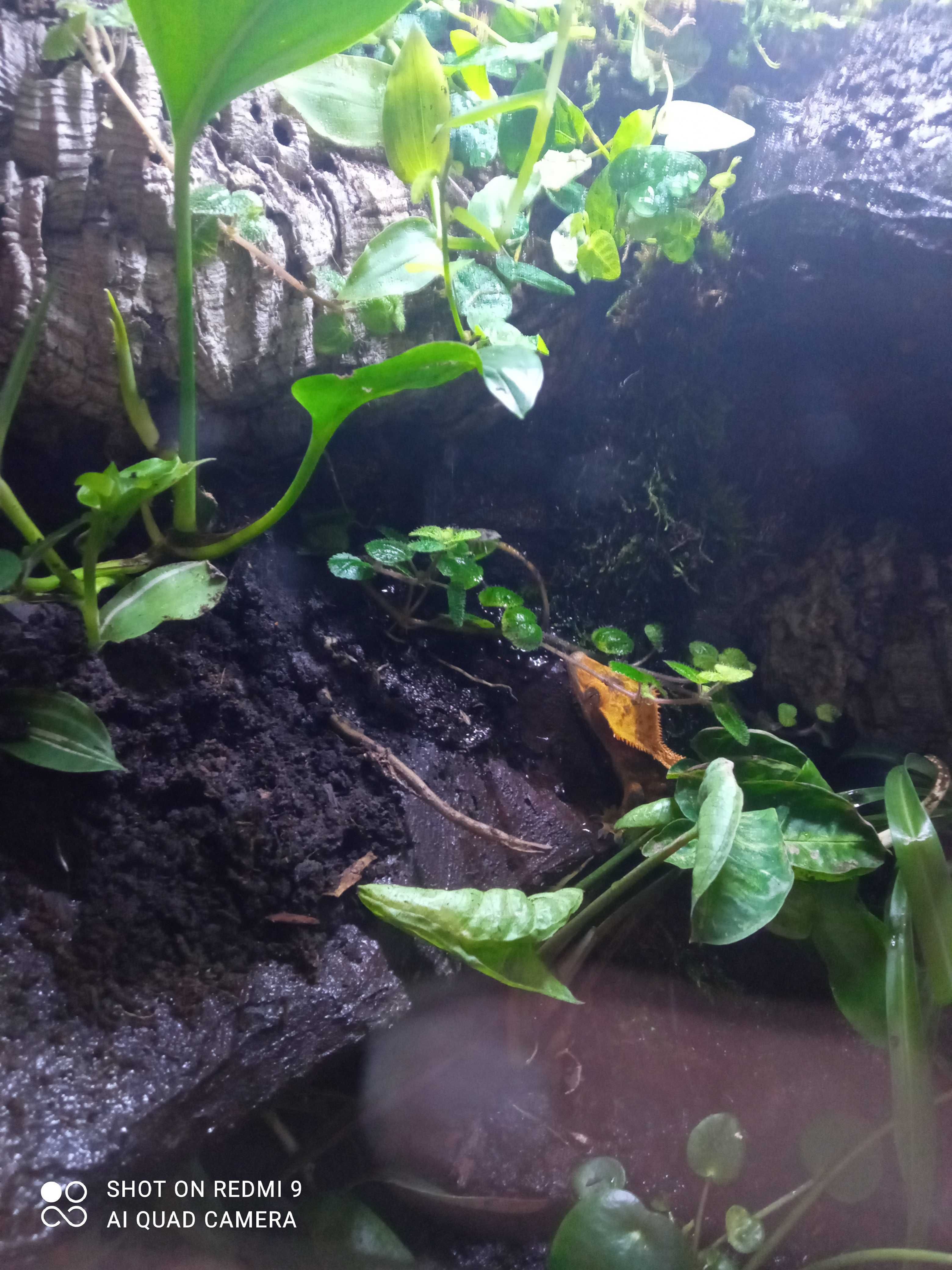 Terrarium  + gekon orzęsiony