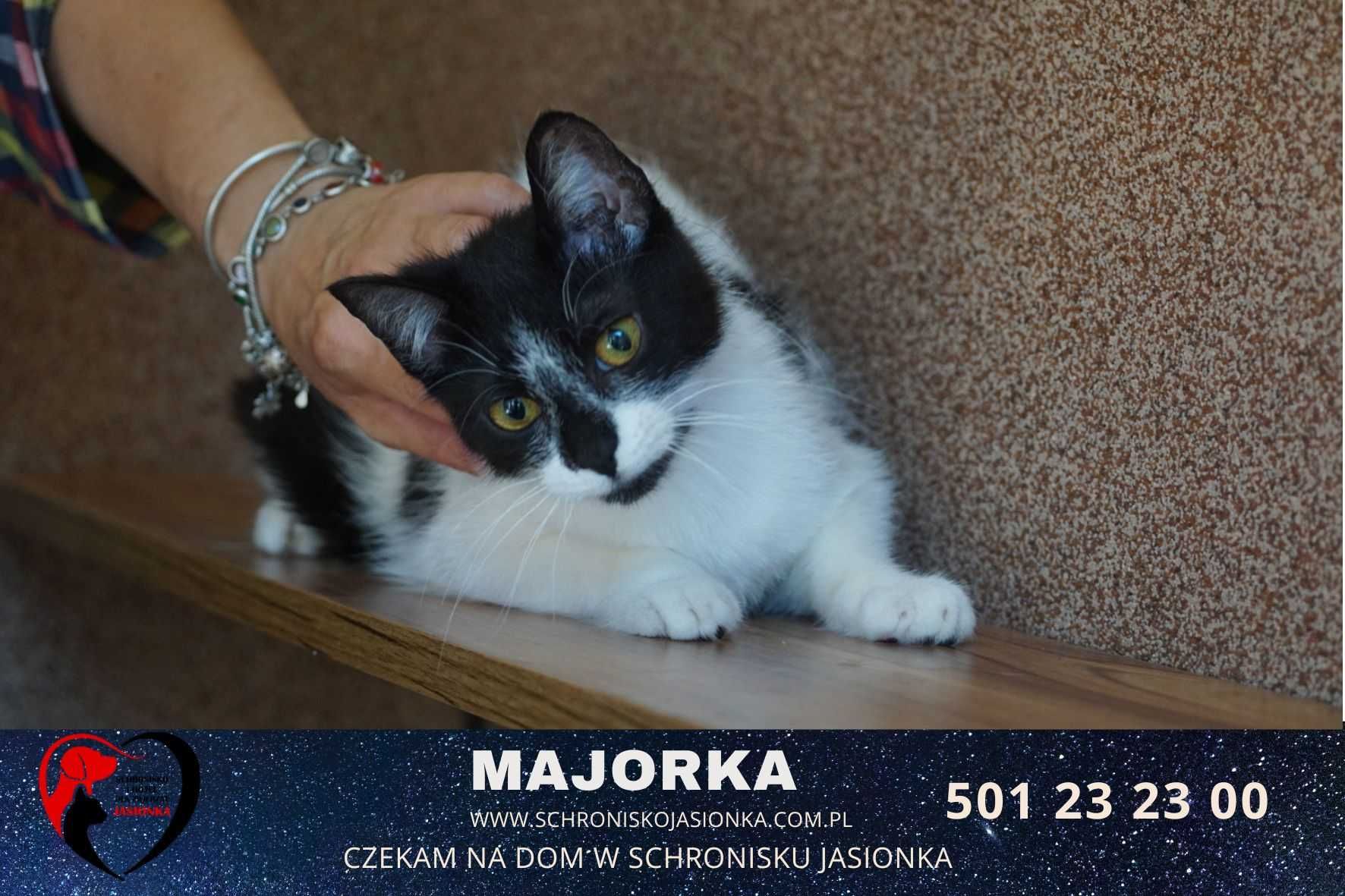 Kotka Majorka szuka domu -schronisko Jasionka-aktualne