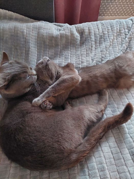 Профік своєї справи повертається