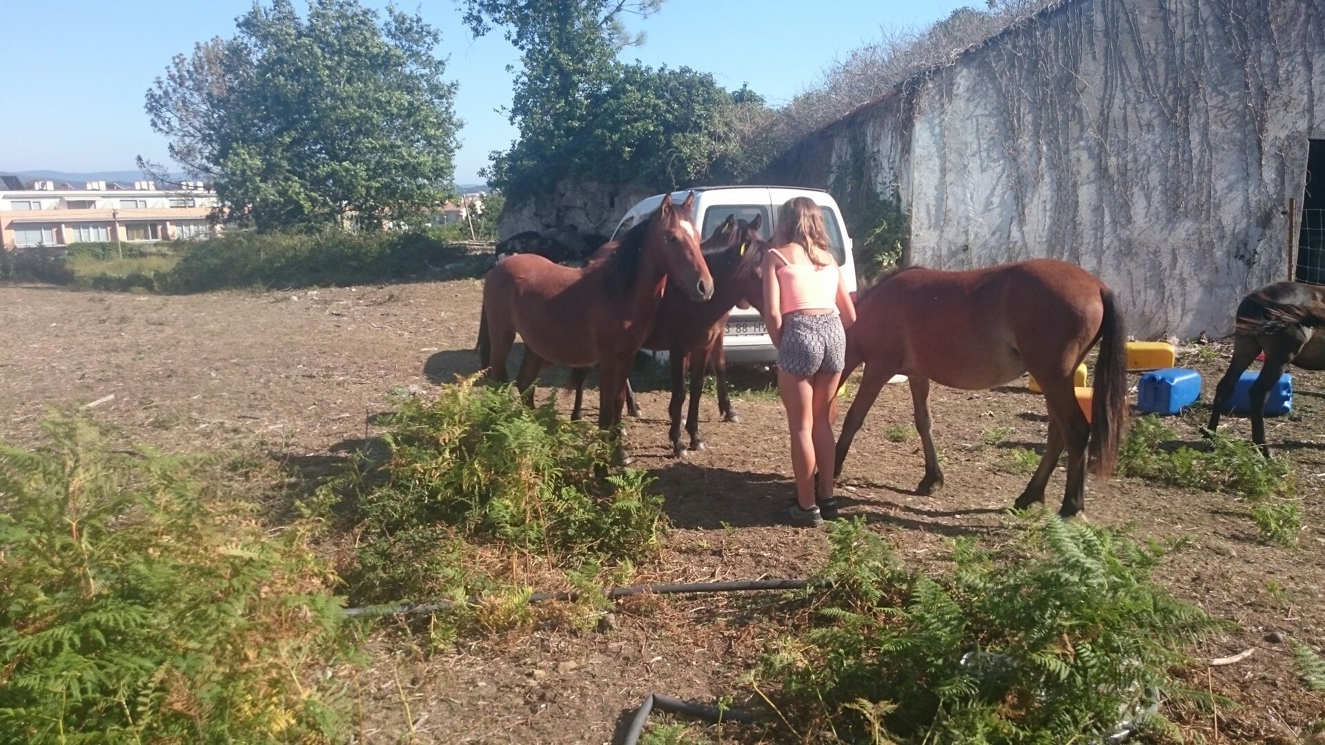 Vendo garranos poldros desmamados