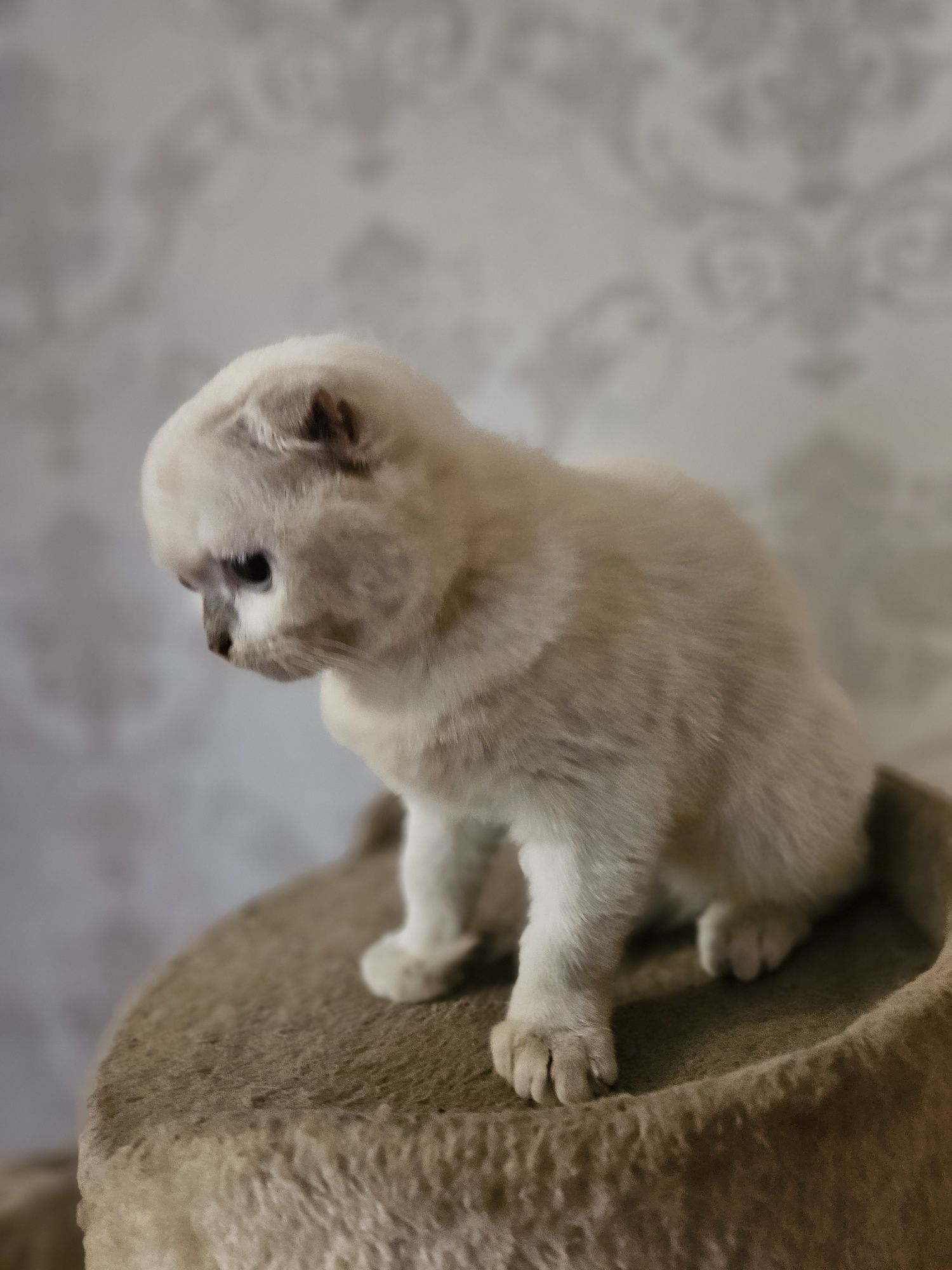 Кошеня висловухе , скотишь фолд
