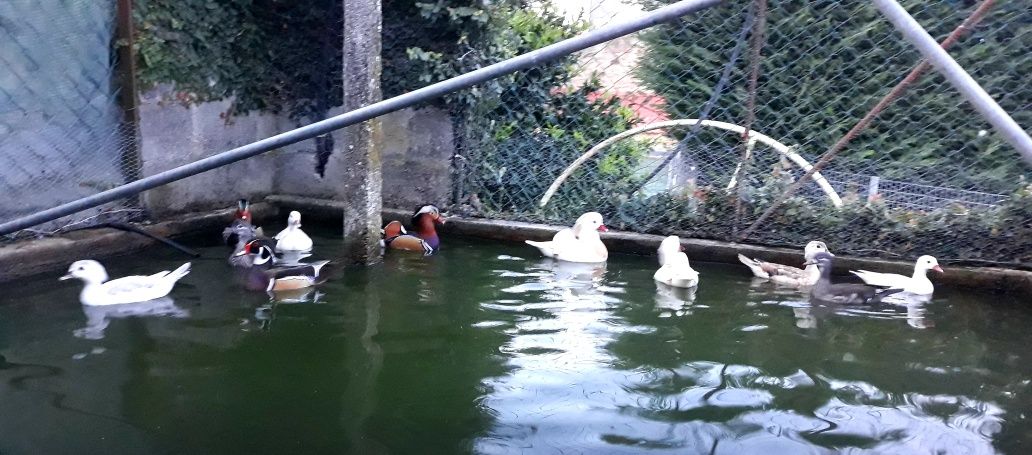 Patos carolinos cinzento canela e normal