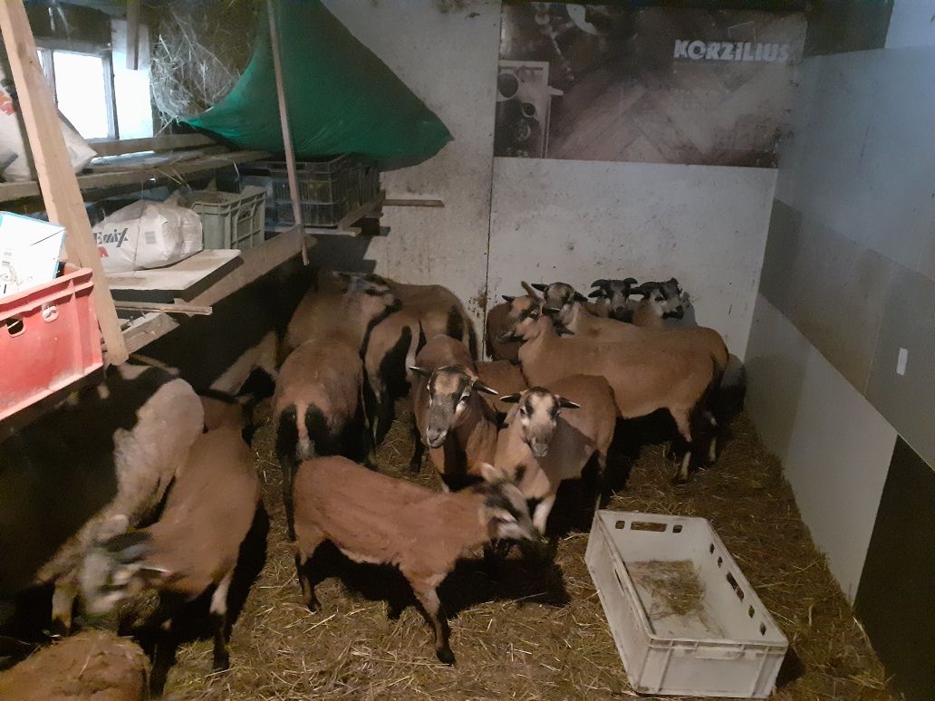 Owce i barany kameruńskie
