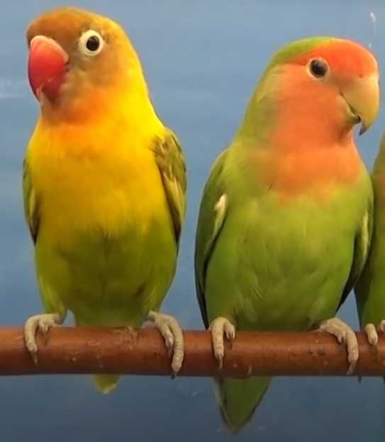 Птенцы волнистого попугая и неразлучника
