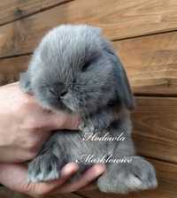 Królik mini lop baranek