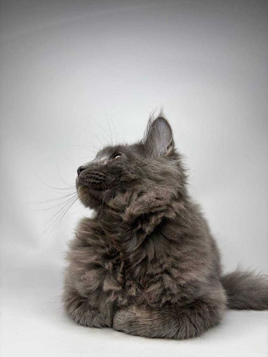 Неймовірний димчастий котик мейн-кун зі всіма документами WCF