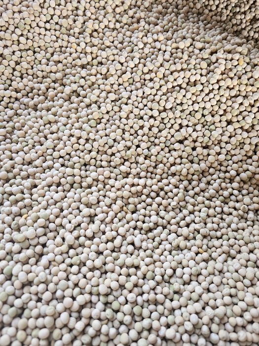 Groch ozimy Dexter rok po centrali