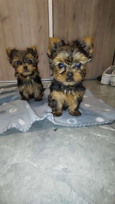 Yorkshire terrier miniaturka