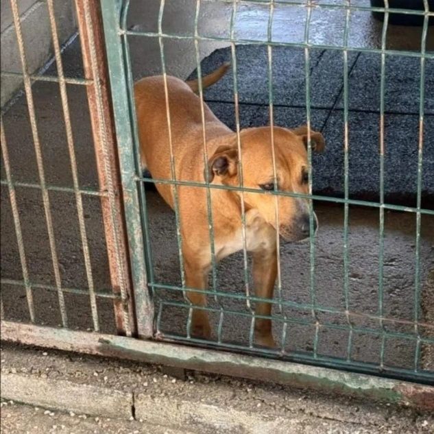 Cadela linda para adoção responsável