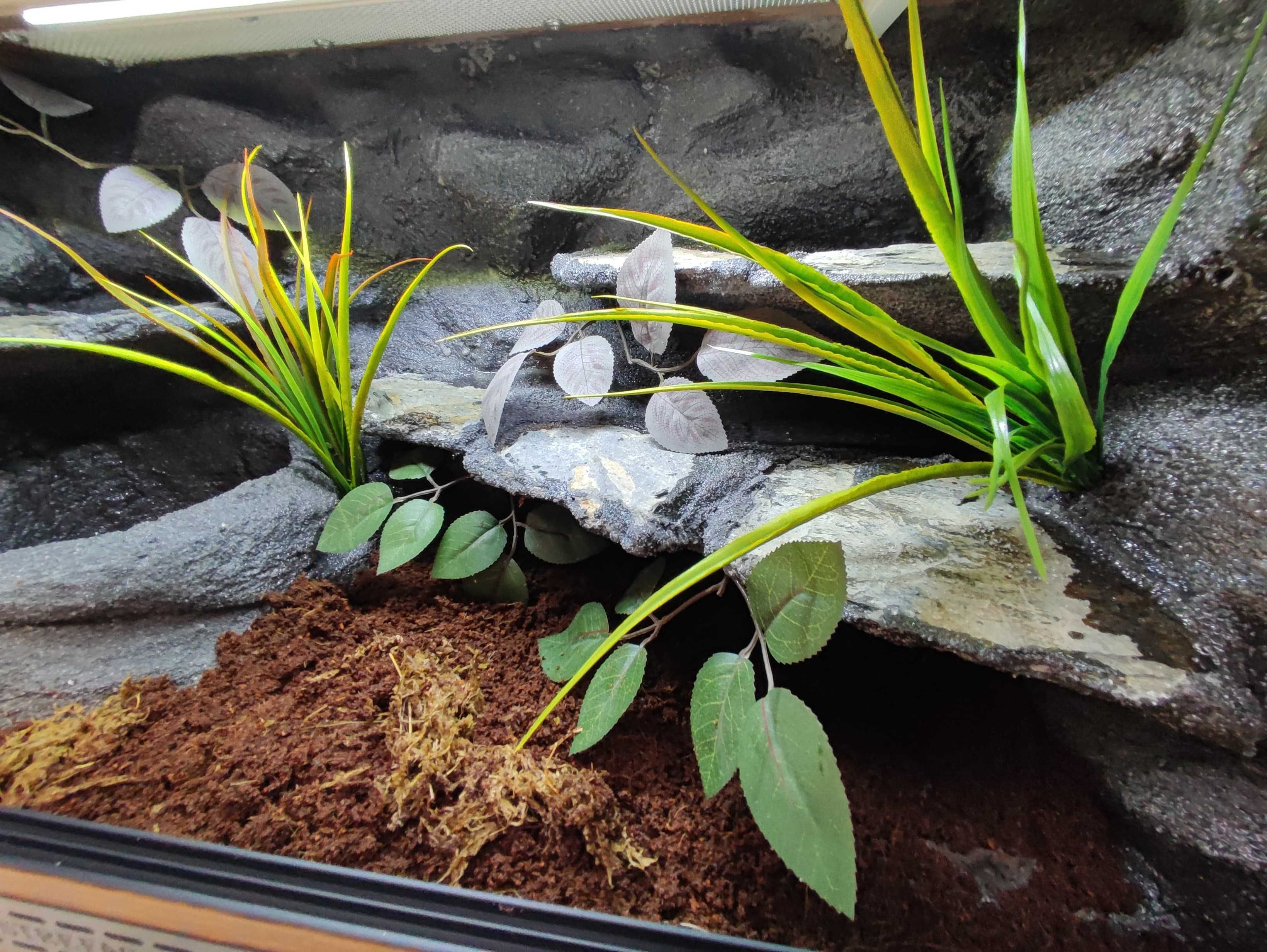 Terrarium pustynne nr745 80/40/40 dla węża boa pyton DOSTĘPNE