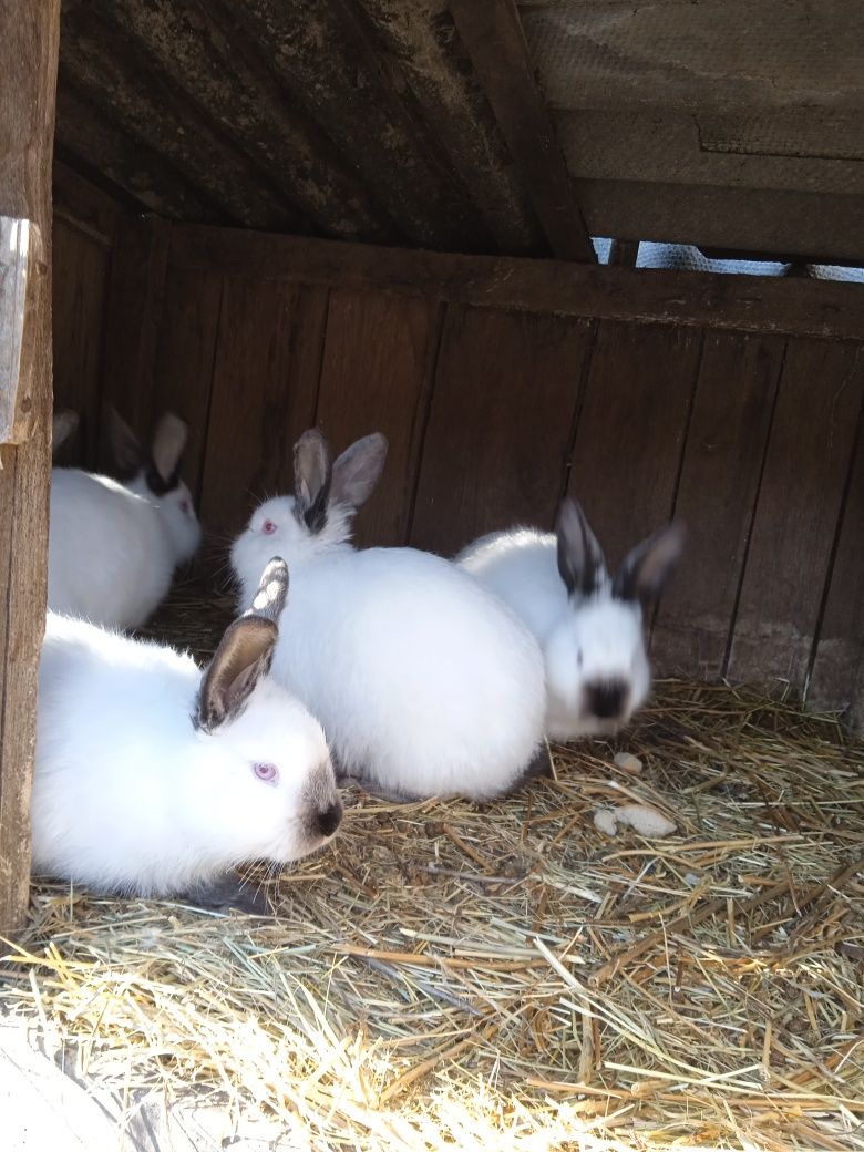 Продам кроликов колифорнийской породы