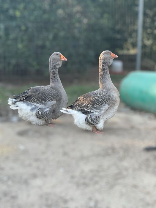 Casal Ganso Toulouse Barbela