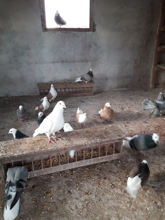 Gołąb gołębie Rollery Angielskie budapeszty