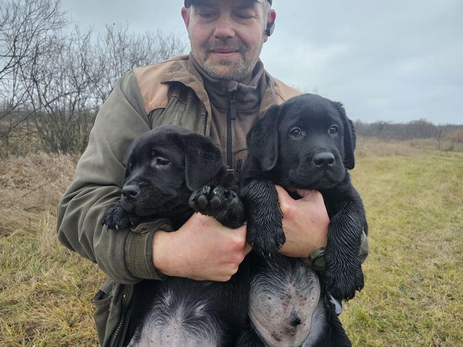 Цуценята лабрадора КСУ