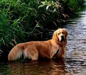 Reproduktor golden retriever
