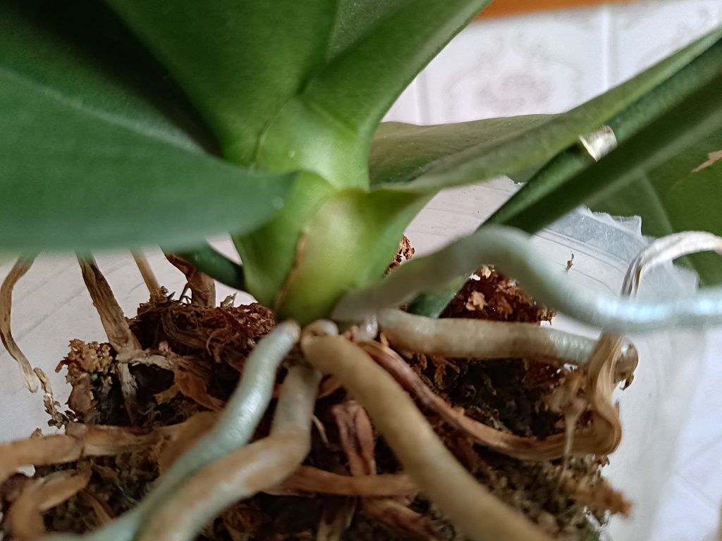 Орхидея фаленопсис Mituo