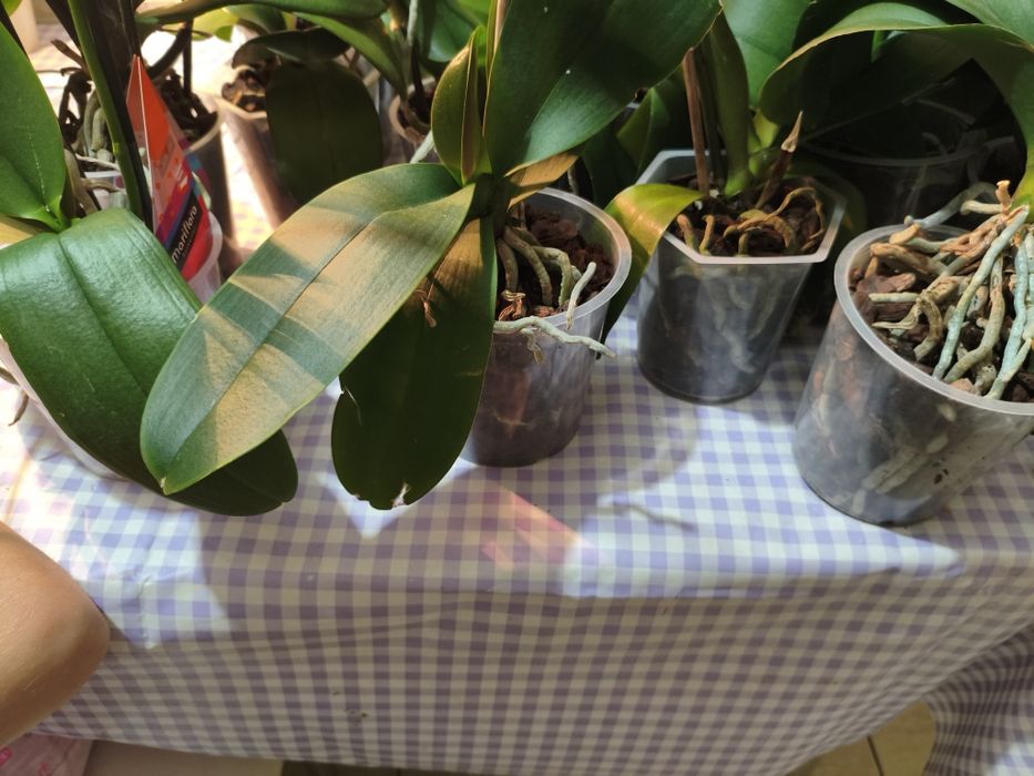 Wyprzedaż kolekcji domowych storczyków – 10 sztuk za 120 zł!