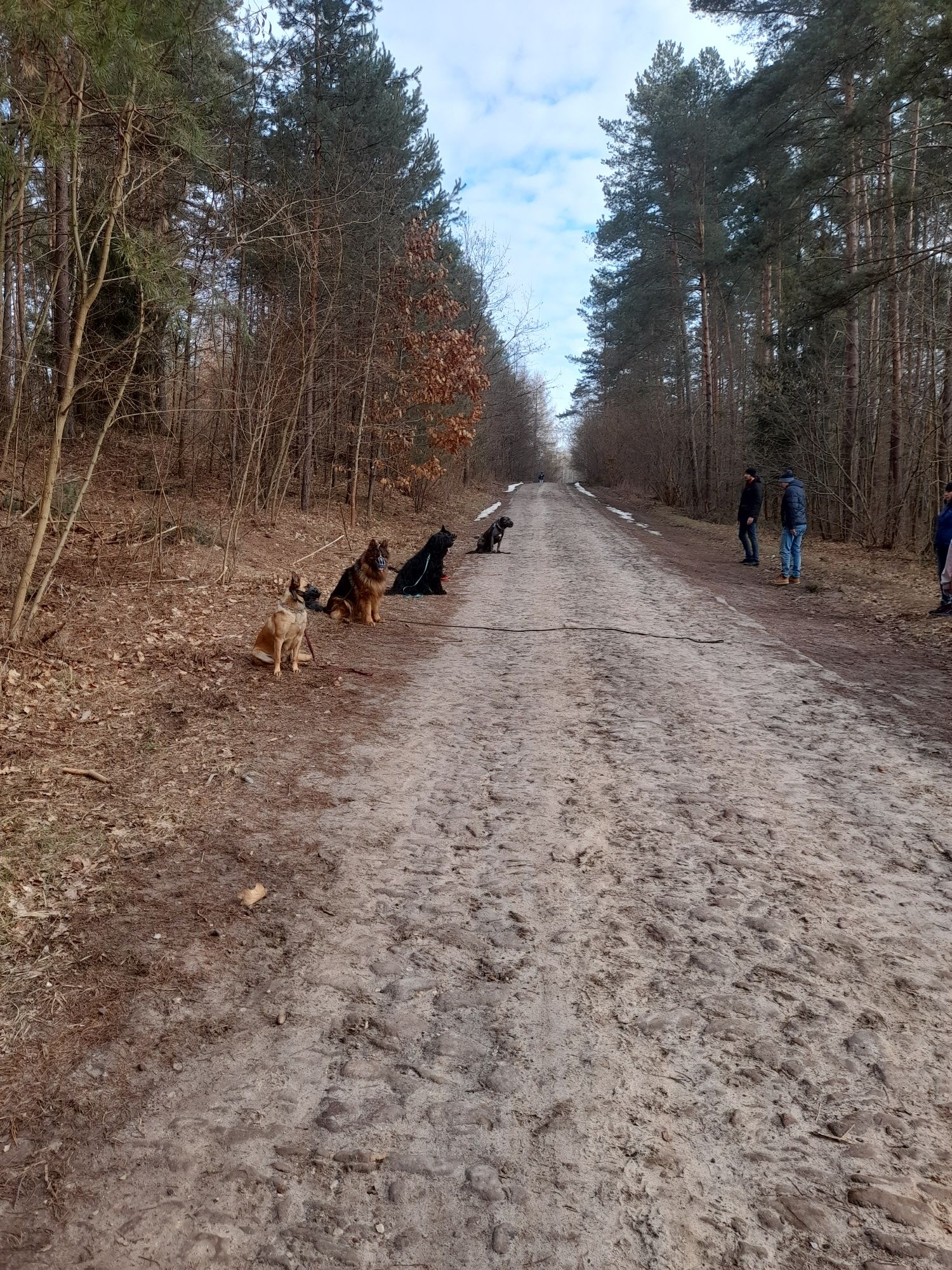 Szkolenie psów masz problem  zdzwoń