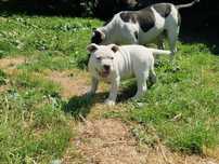 Sprzedam American staffordshire terrier