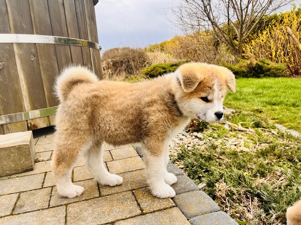 Akita Inu piesek