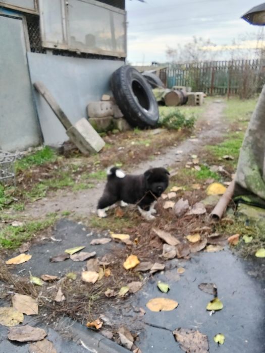 Щенок Американської акіти