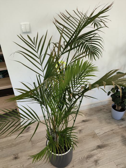 Palma Areka  kwiat duży