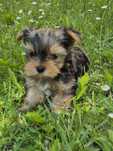 Chłopczyk Yorkshire terrier