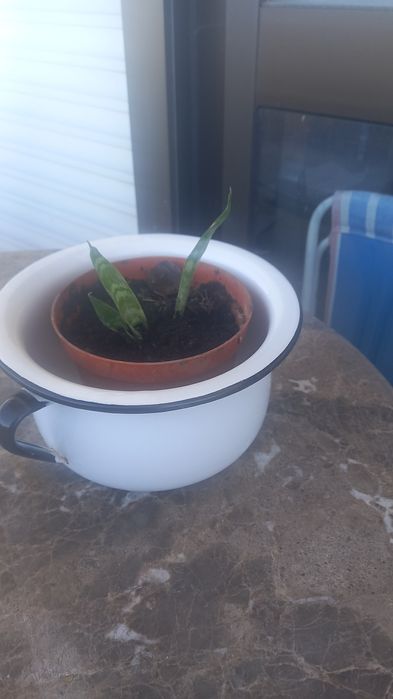 Plantas naturais interior e exterior
