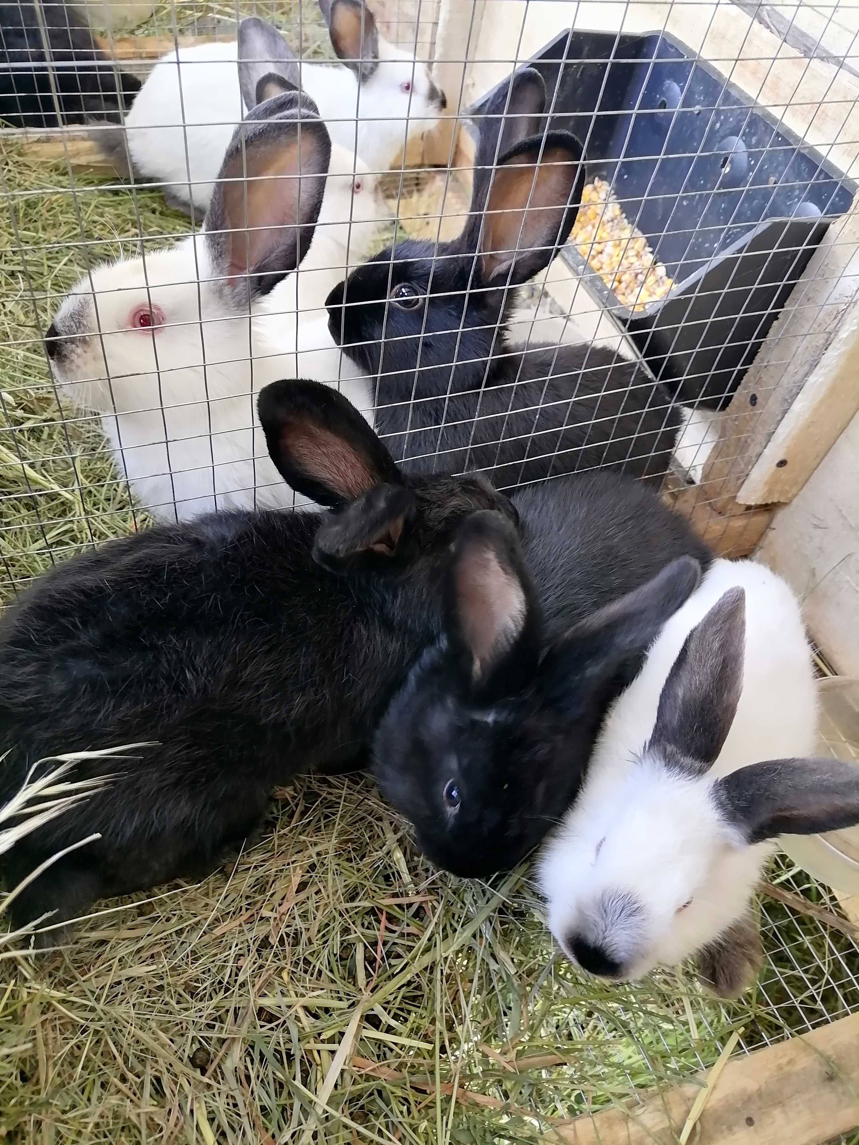 Кролики різної статі