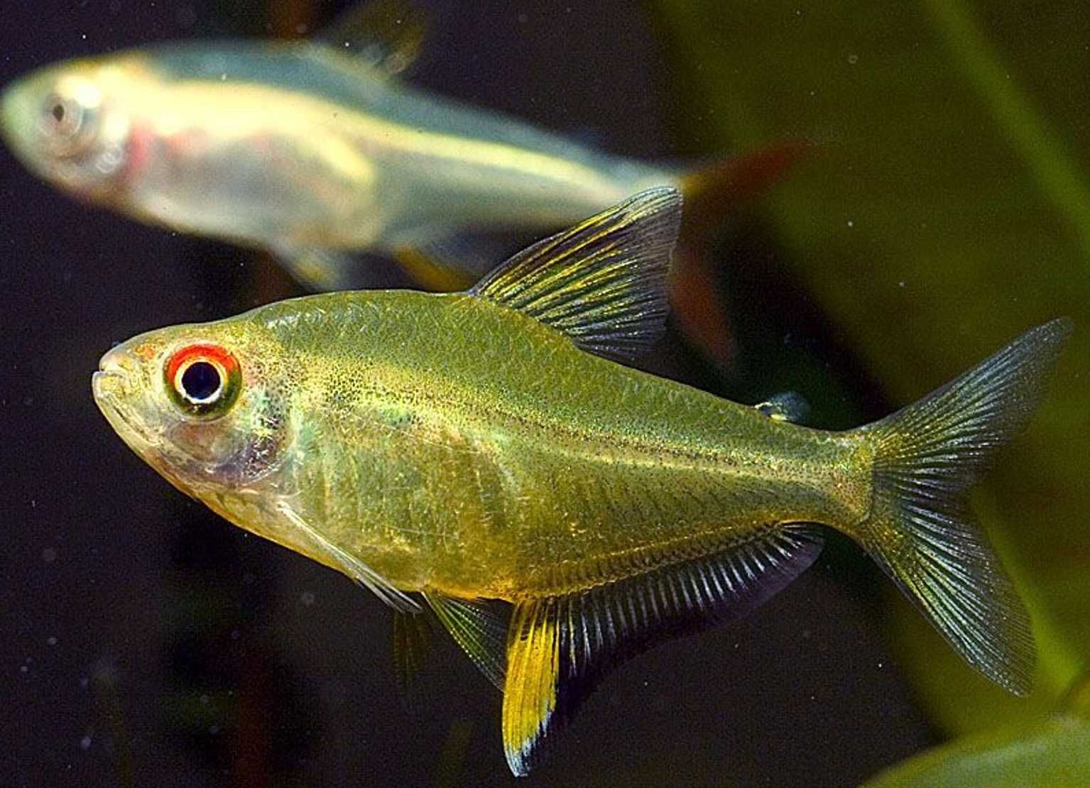 Bystrzyk pięknopłetwy - Hyphessobrycon pulchripinnis - dowóz, wysyłka