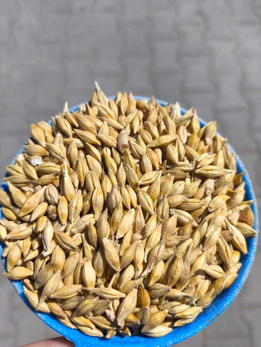 Jęczmień całe ziarno pasza dla kur gołębi 20kg SUPER